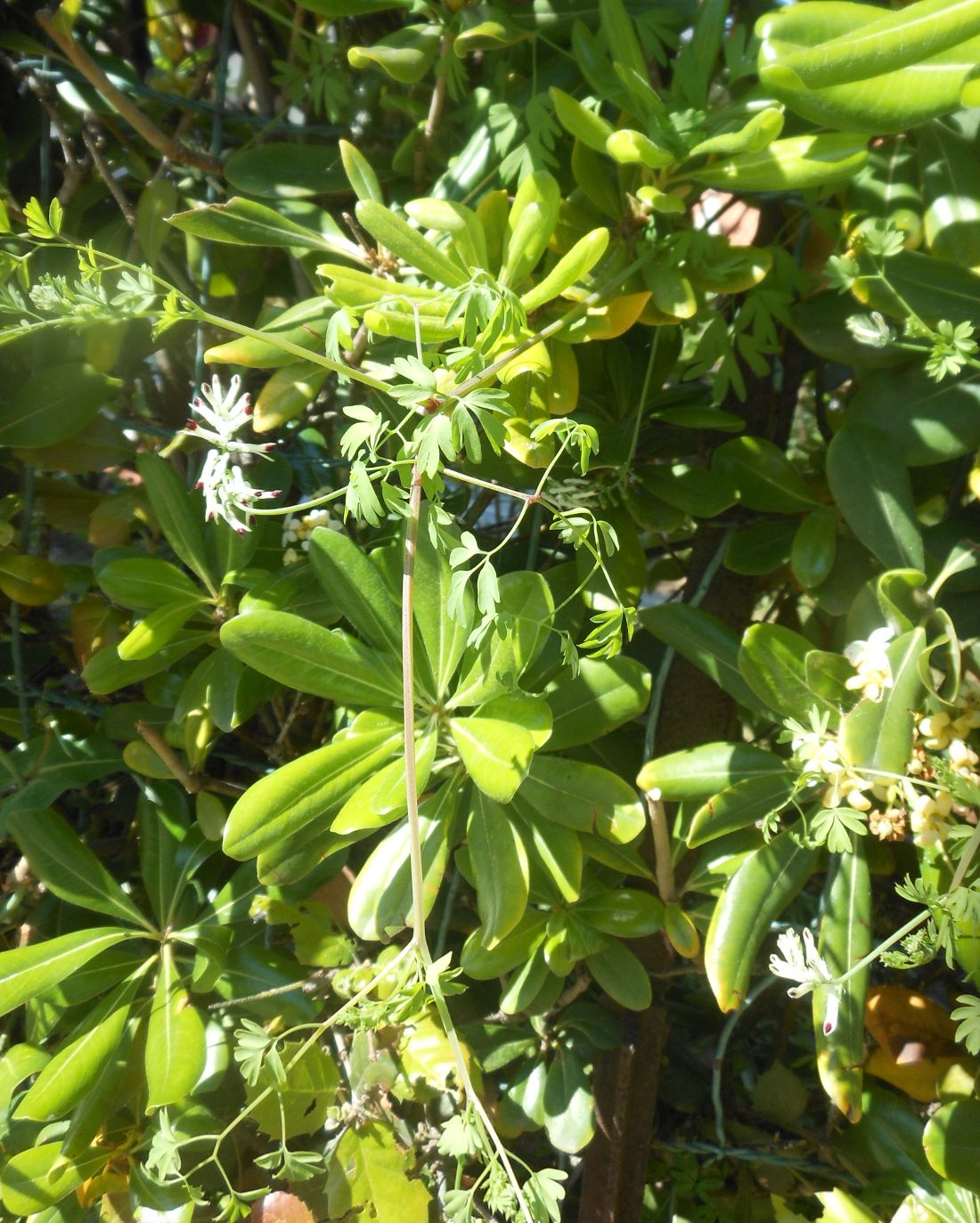 Fumaria flabellata / Fumaria a ventaglio